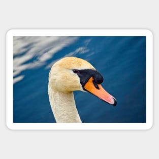 "Mute Swan Portrait" Sticker